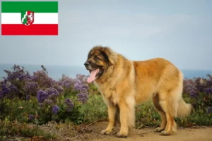 Read more about the article Leonberger tenyésztők és kiskutyák Észak-Rajna-Vesztfália területén