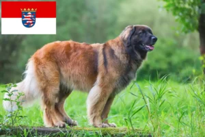Read more about the article Leonberger tenyésztők és kölykök Hessenben