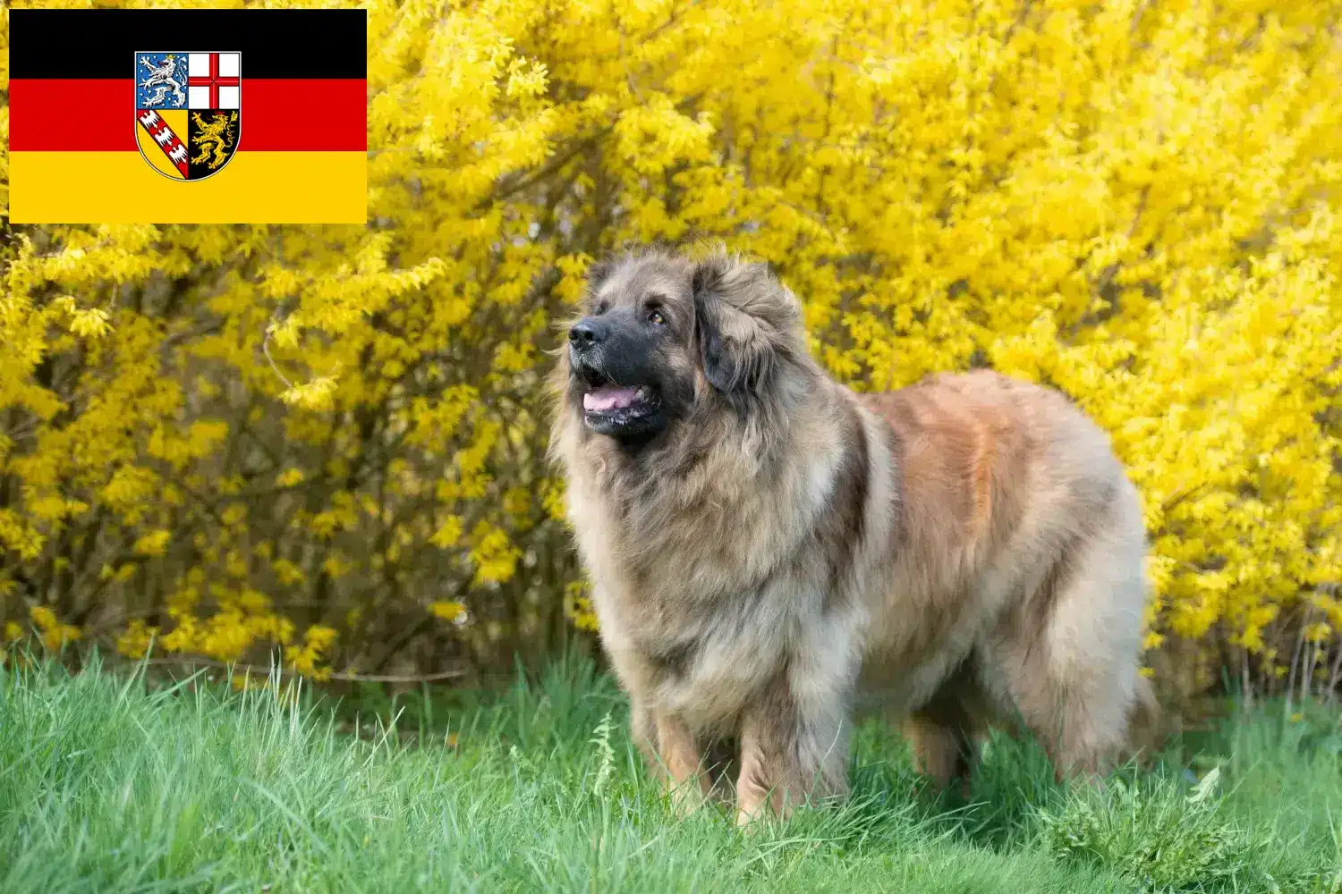 Leonberger kölykök és tenyésztő Saarland Itt talál Leonberger tenyésztőket Saar-vidéken.