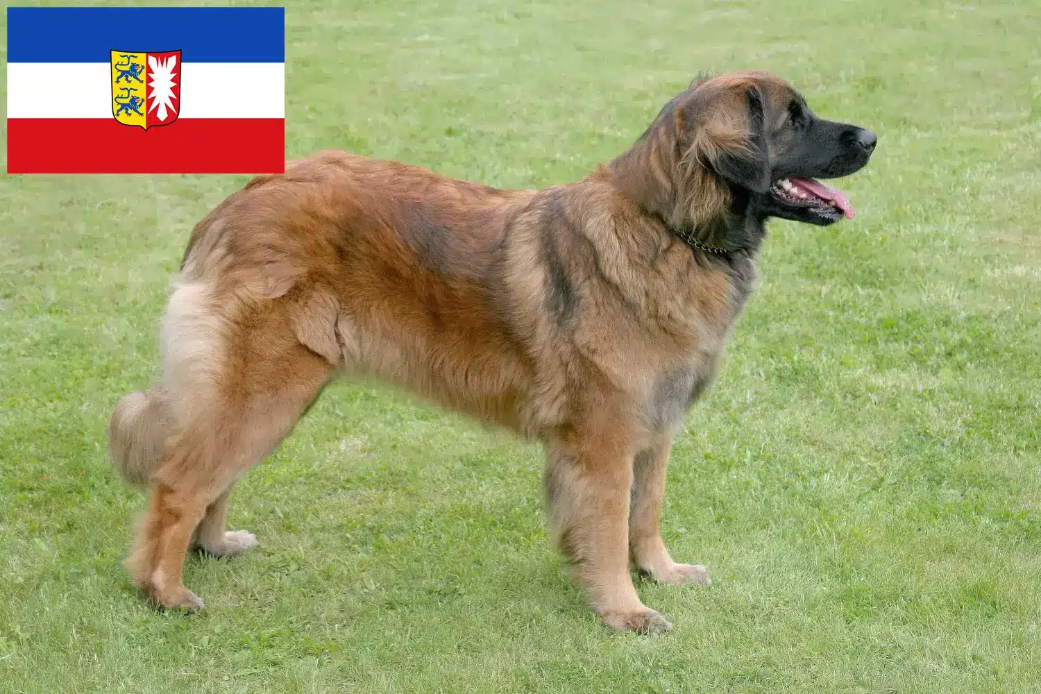 Leonberger kölyökkutyák és tenyésztők Schleswig-Holstein Itt talál Leonberger tenyésztőket Schleswig-Holsteinben.