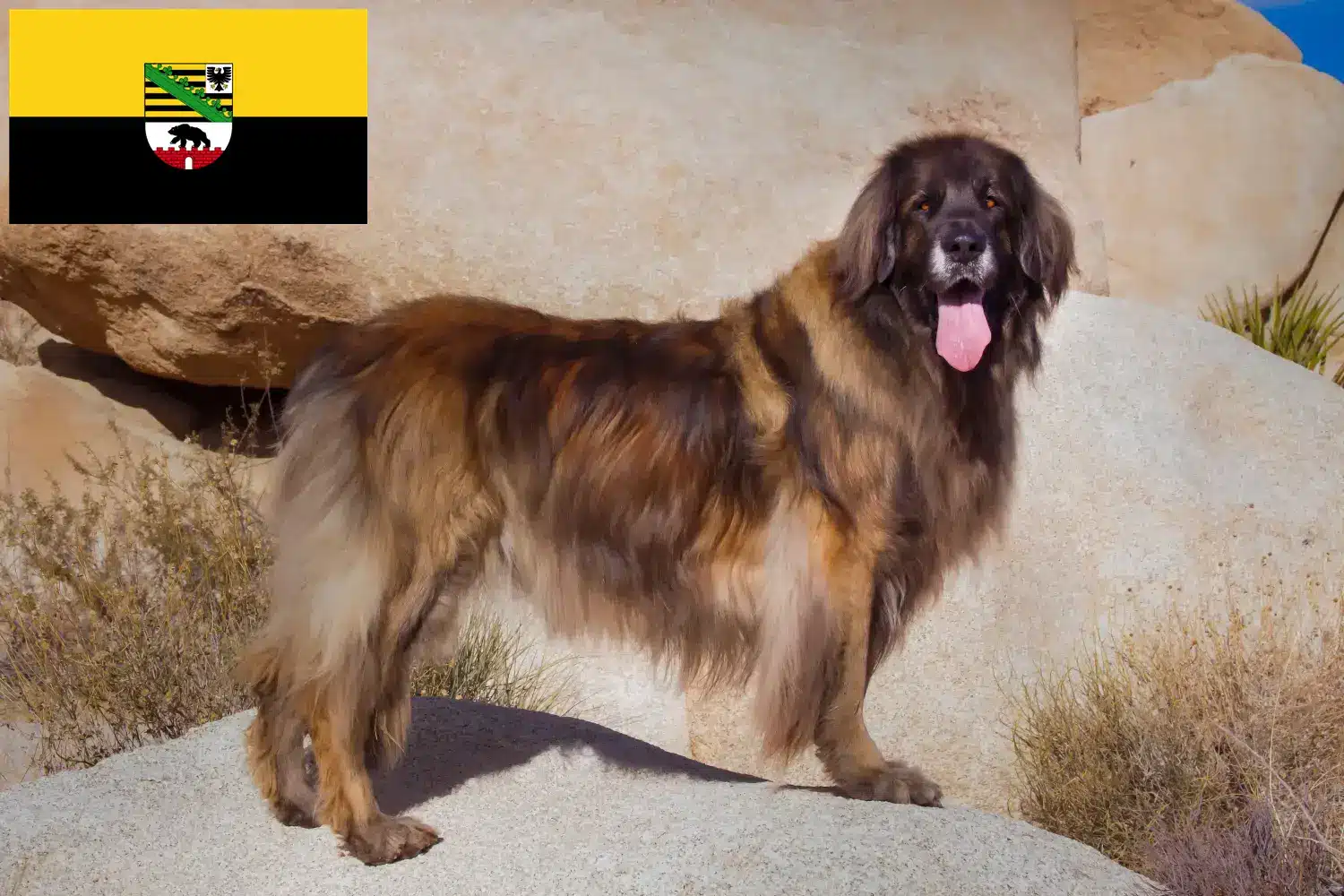 Leonberger kiskutyák és tenyésztők Szász-Anhalt tartományban Itt talál Leonberger tenyésztőket Szász-Anhaltban.