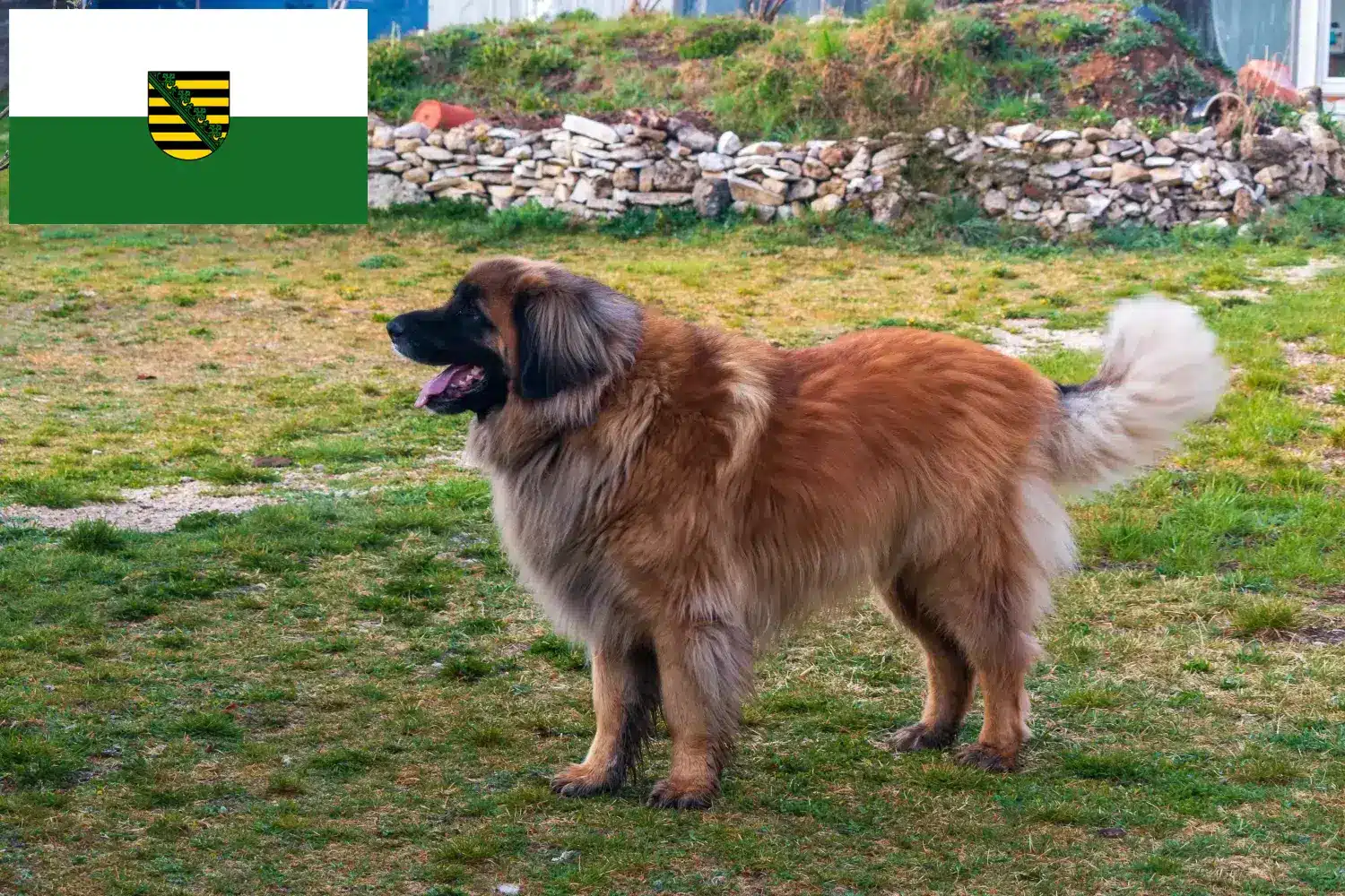 Read more about the article Leonberger tenyésztők és kölykök Szászországban