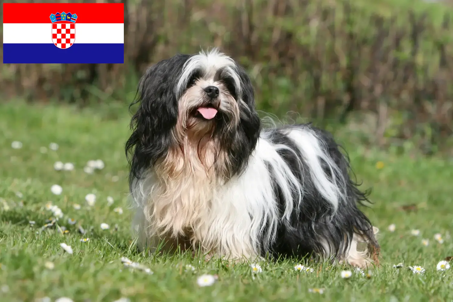 Lhasa Apso kiskutyák és tenyésztők Horvátország Itt találhat Lhasa Apso tenyésztőket Horvátországban.