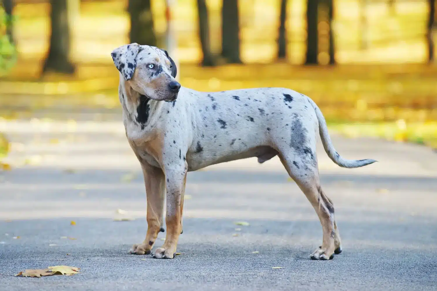 Louisiana Catahoula Leopard kutya kölykök és tenyésztők Találd meg a hozzád közeli Louisiana Catahoula Leopard Dogs tenyésztőket.