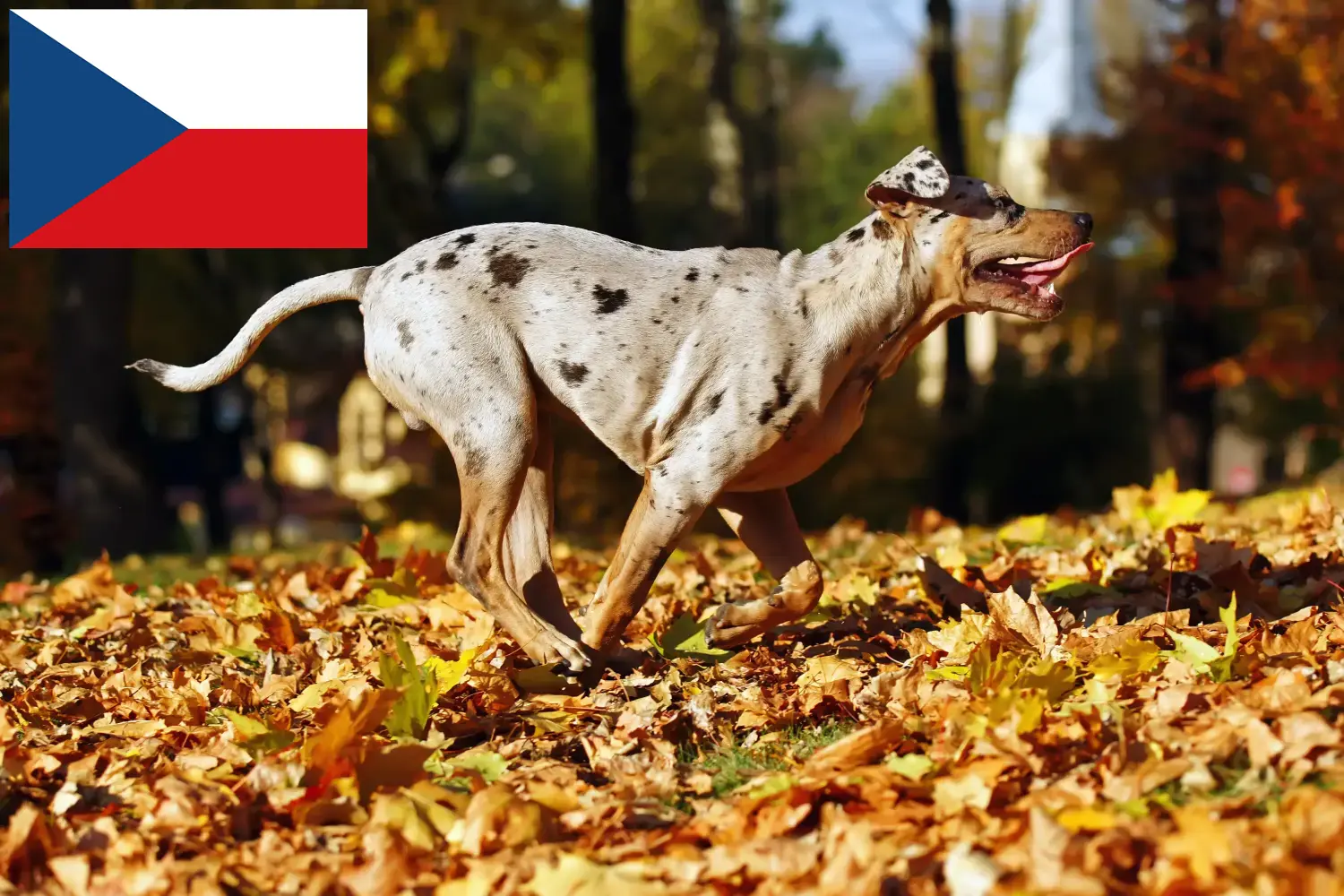 Louisiana Catahoula Leopárd kutya kölykök és tenyésztők Csehország Itt talál Louisiana Catahoula Leopárd Kutya tenyésztőket Csehországban.