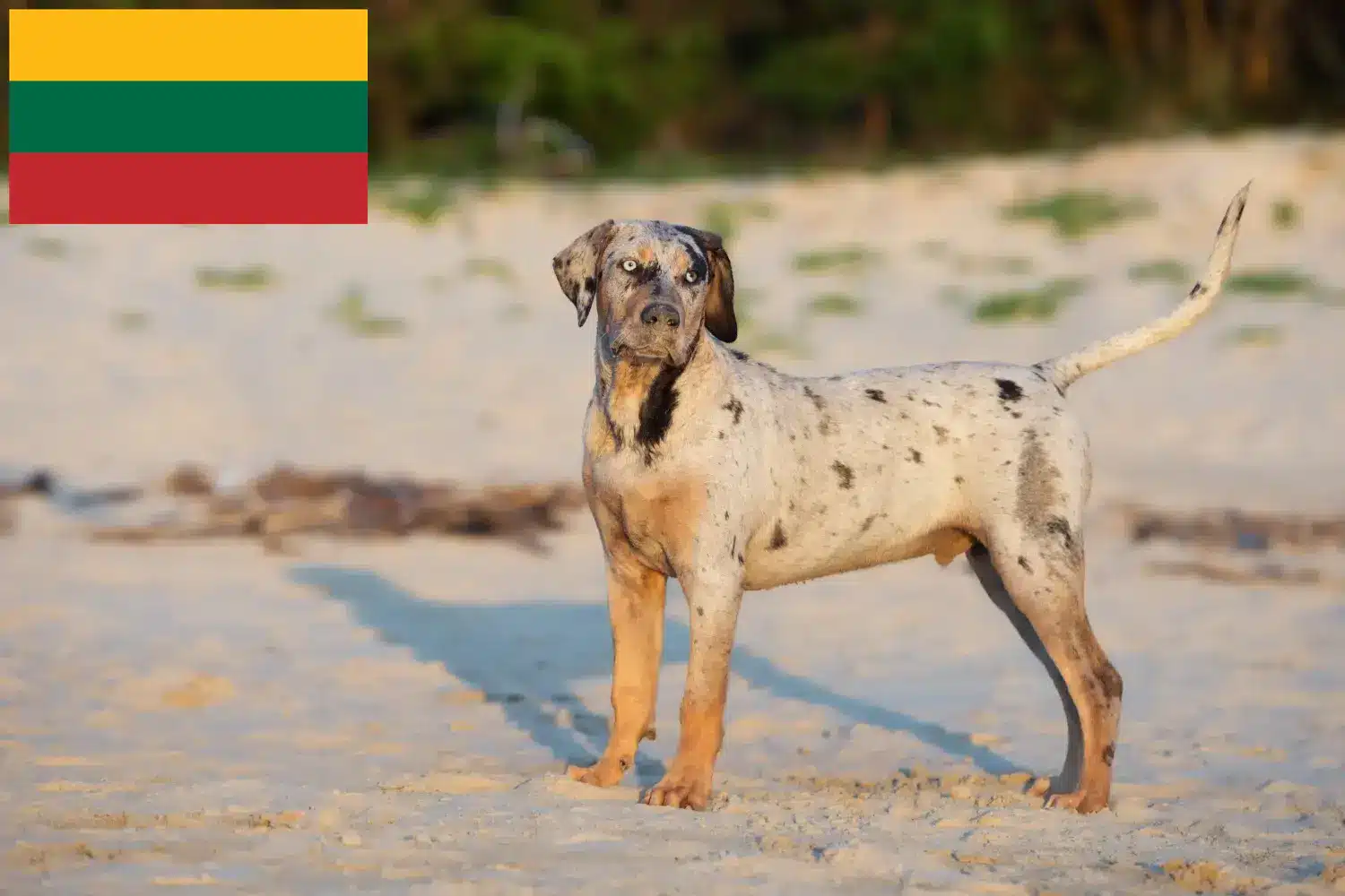 Louisiana Catahoula Leopárd kutya kölykök és tenyésztő Litvánia Találd meg a Louisiana Catahoula Leopárdkutya tenyésztőket Litvániában.
