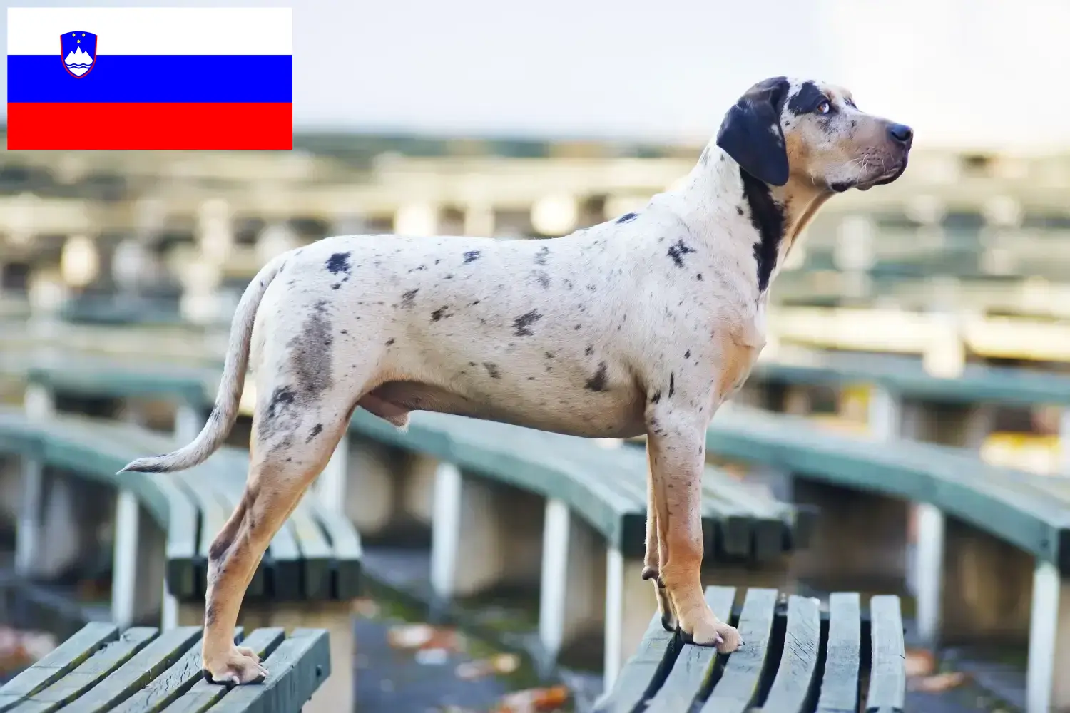 Louisiana Catahoula Leopárd kutya kölykök és tenyésztők Szlovénia Találd meg a Louisiana Catahoula Leopard Dogs tenyésztőket Szlovéniában.