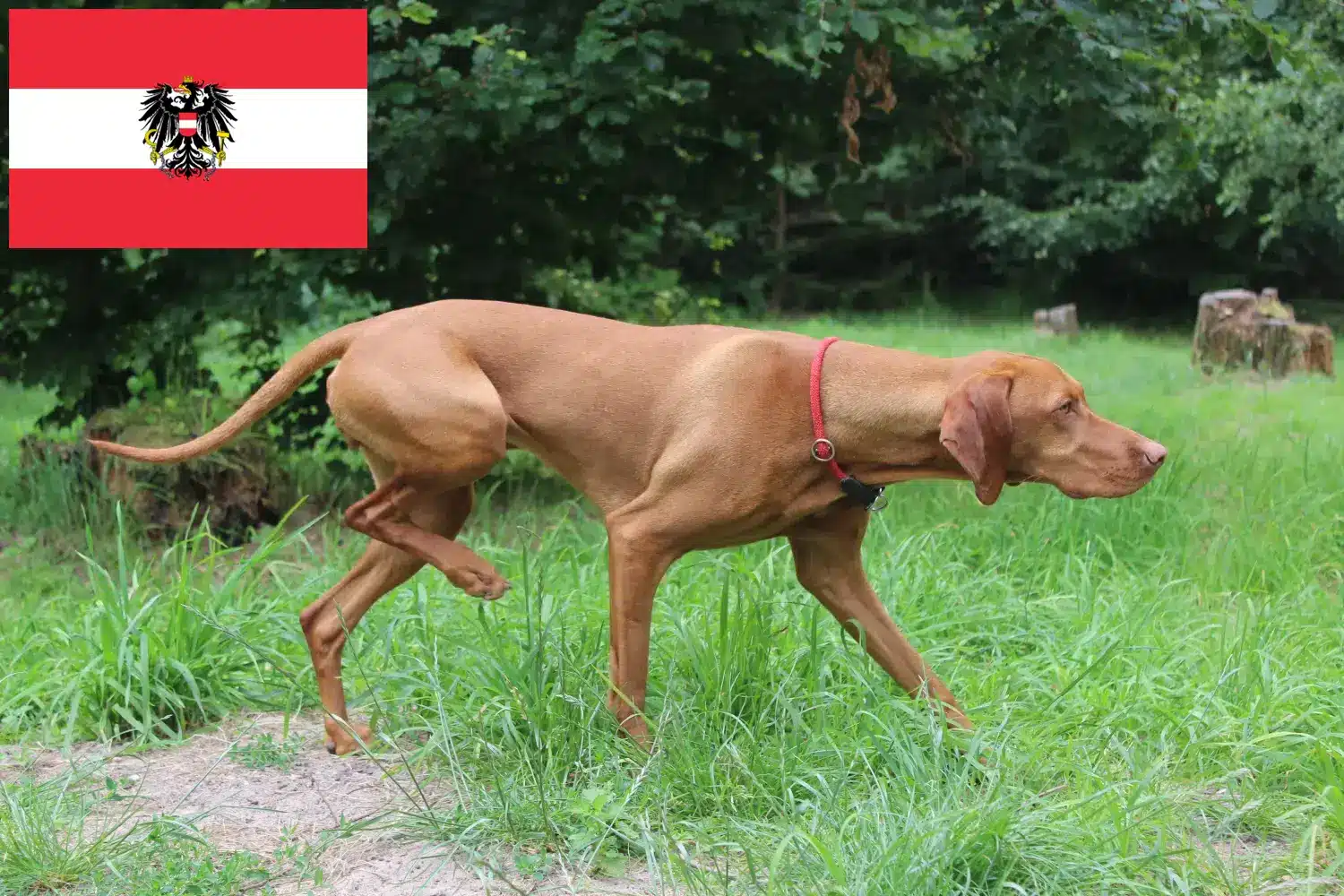 Magyar Vizsla kölykök és tenyésztők Ausztria Itt találhat Magyar Vizsla tenyésztőket Ausztriában.