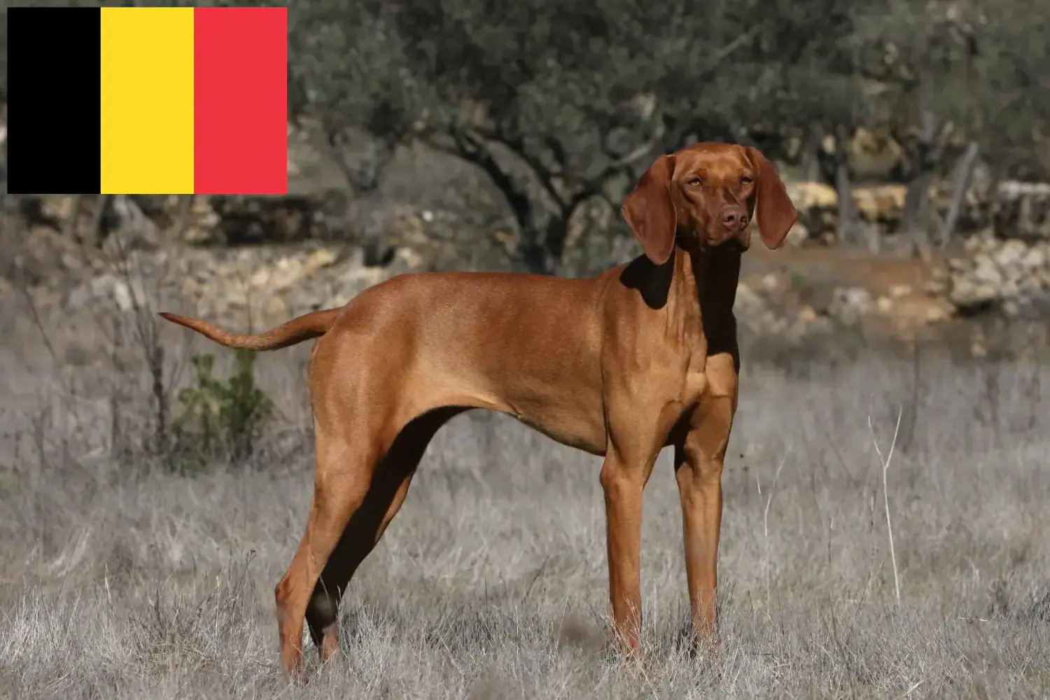Magyar Vizsla kölykök és tenyésztők Belgium Itt találhat Magyar Vizsla tenyésztőket Belgiumban.