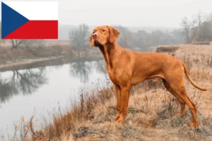 Read more about the article Magyar Vizsla tenyésztők és kölykök Csehországban