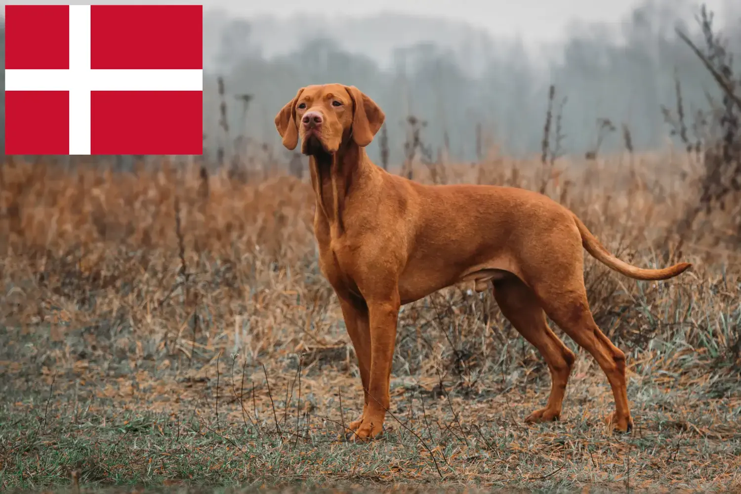 Magyar Vizsla kölykök és tenyésztők Dánia Itt megtalálja a dániai Magyar Vizsla tenyésztőket.