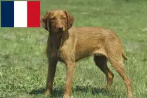 Read more about the article Magyar Vizsla tenyésztők és kölykök Franciaországban