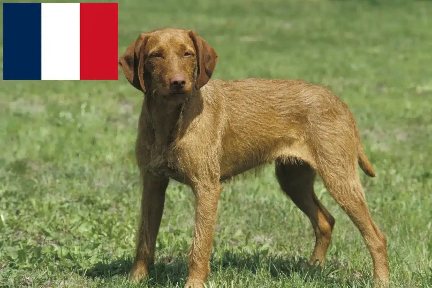 Magyar Vizsla kölykök és tenyésztők Franciaország Itt megtalálja a franciaországi magyar vizsla tenyésztőket.