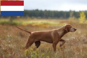 Read more about the article Magyar Vizsla tenyésztők és kölykök Hollandiában