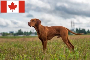 Read more about the article Magyar Vizsla tenyésztők és kiskutyák Kanadában