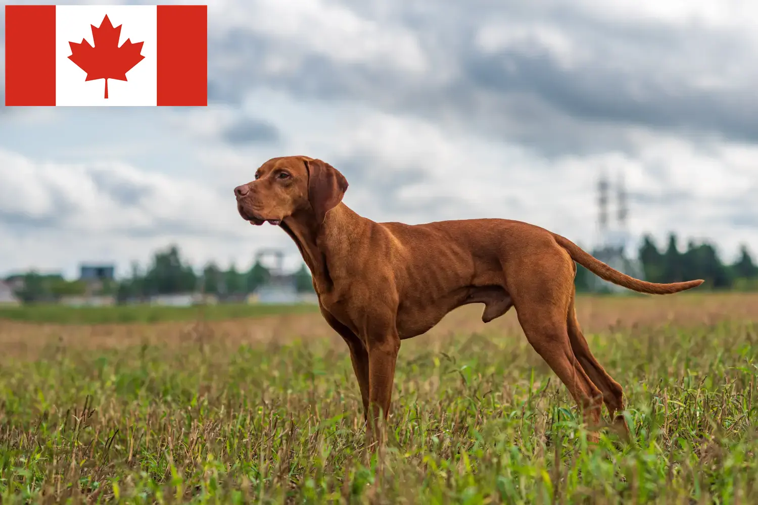 Magyar Vizsla kölykök és tenyésztők Kanada Itt találhat kanadai magyar vizsla tenyésztőket.