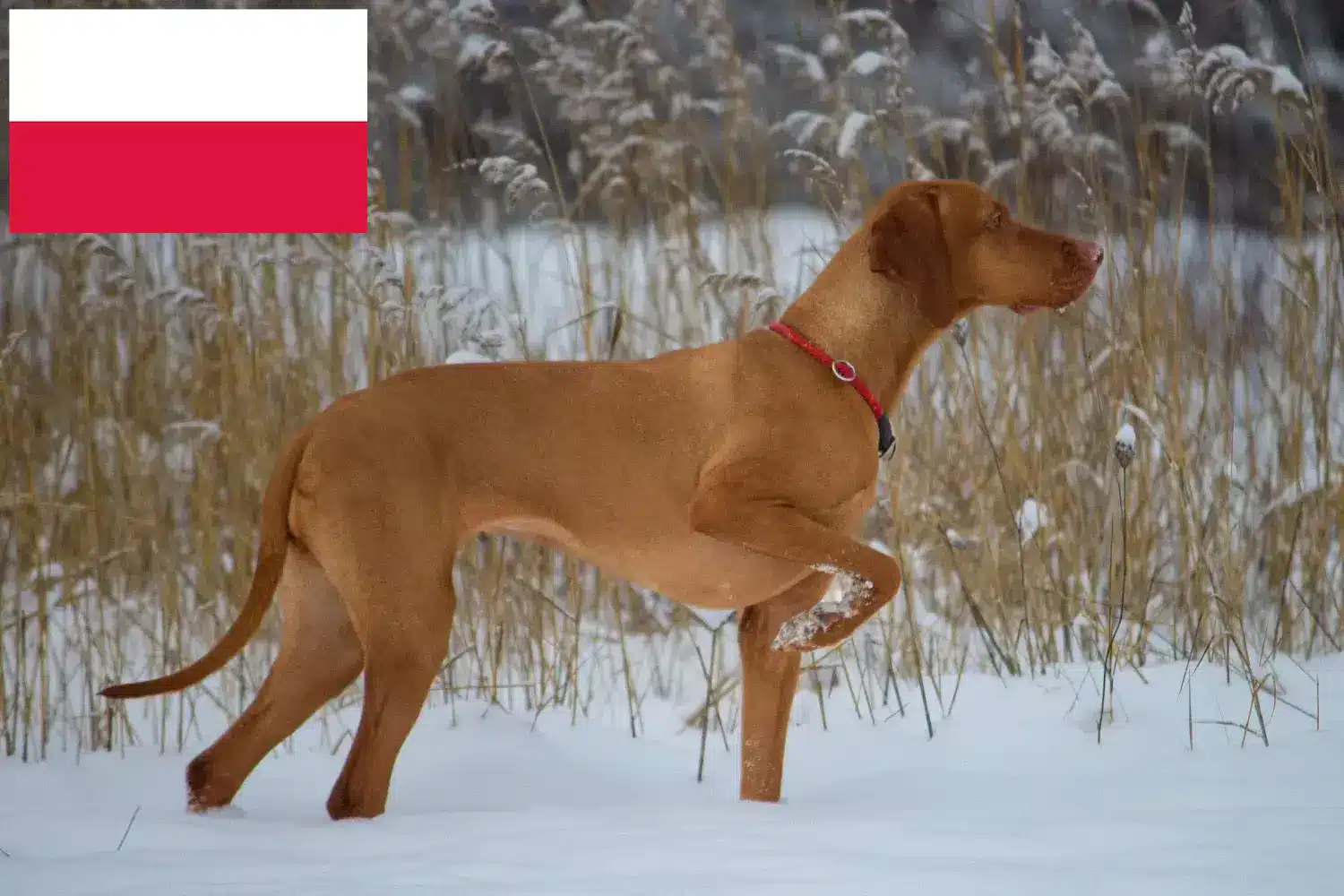 Magyar Vizsla kölykök és tenyésztők Lengyelország Itt megtalálja a lengyelországi Magyar Vizsla tenyésztőket.