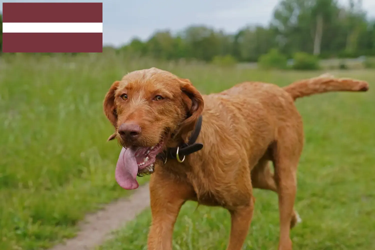 Magyar Vizsla kölykök és tenyésztők Lettország Itt találhat Magyar Vizsla tenyésztőket Lettországban.