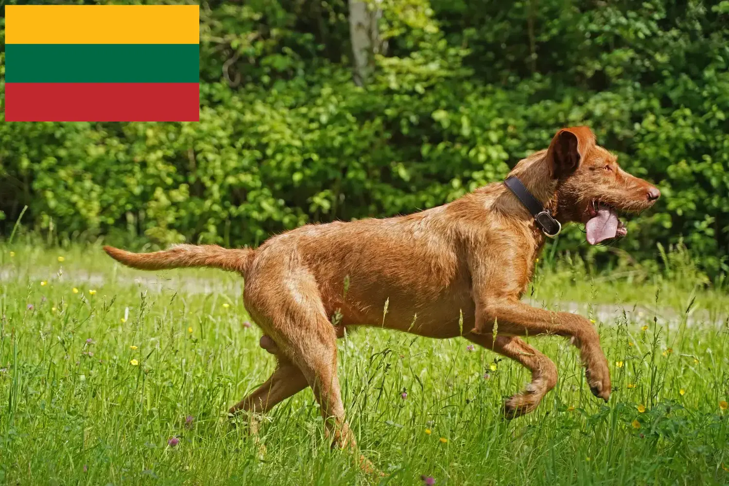 Magyar Vizsla kölykök és tenyésztők Litvánia Litvániai magyar vizsla tenyésztőket itt találsz.