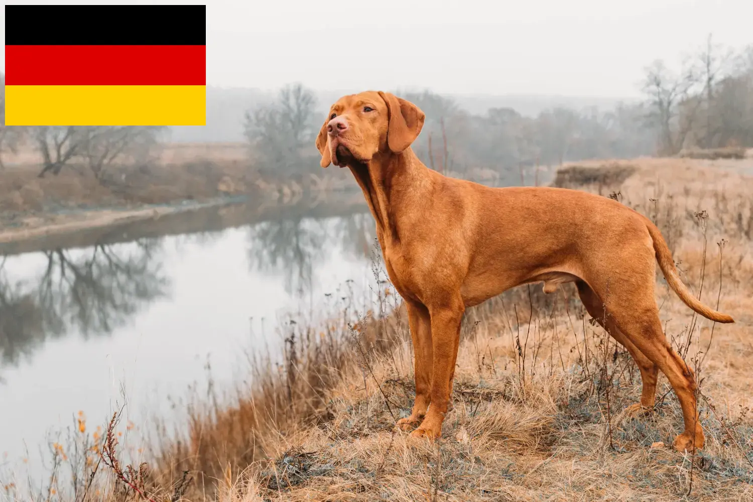Magyar Vizsla kölykök és tenyésztők Németország Itt megtalálja a németországi magyar vizsla tenyésztőket.