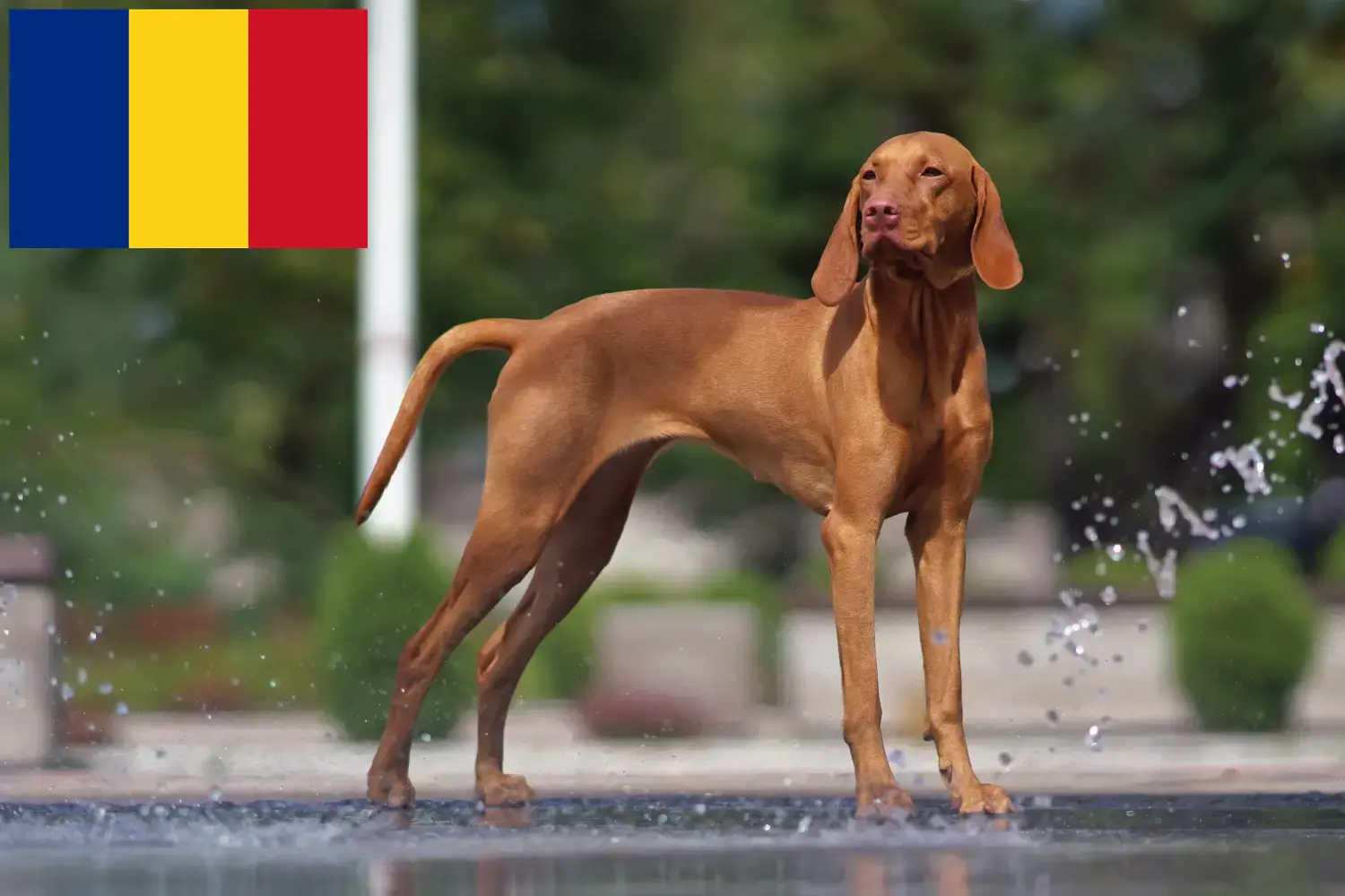 Magyar Vizsla kölykök és tenyésztők Románia Itt találja a romániai magyar vizsla tenyésztőket.