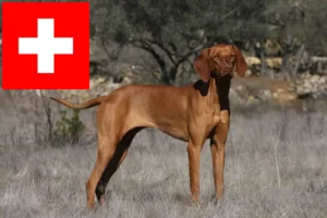 Read more about the article Magyar Vizsla tenyésztők és kölykök Svájcban