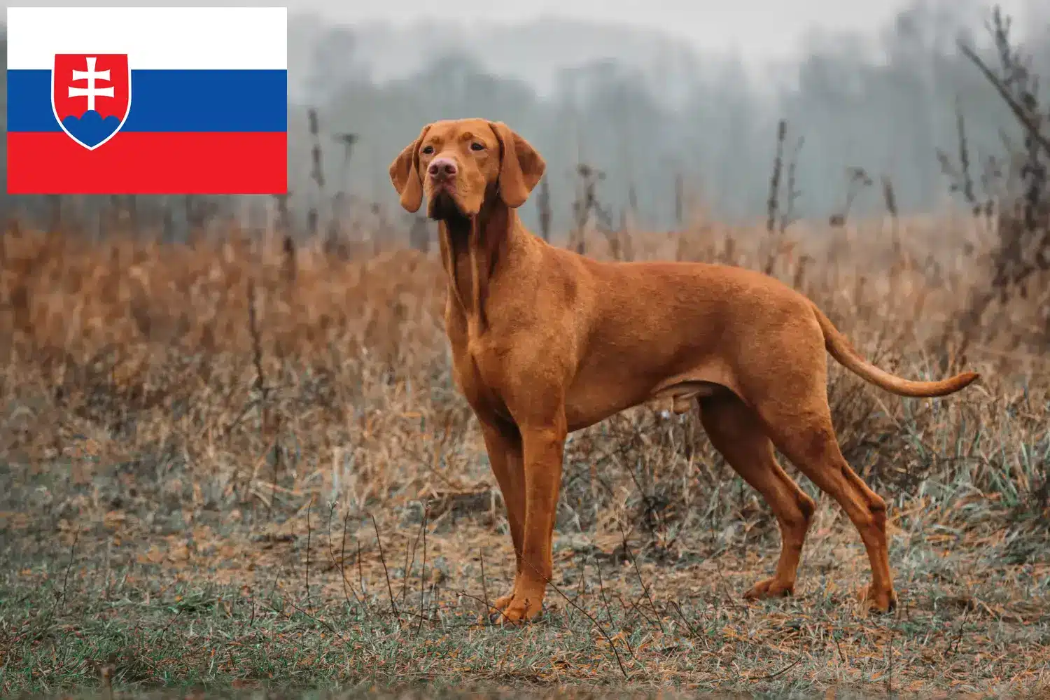 Magyar Vizsla kölykök és tenyésztők Szlovákia Itt megtalálja a szlovákiai magyar vizsla tenyésztőket.
