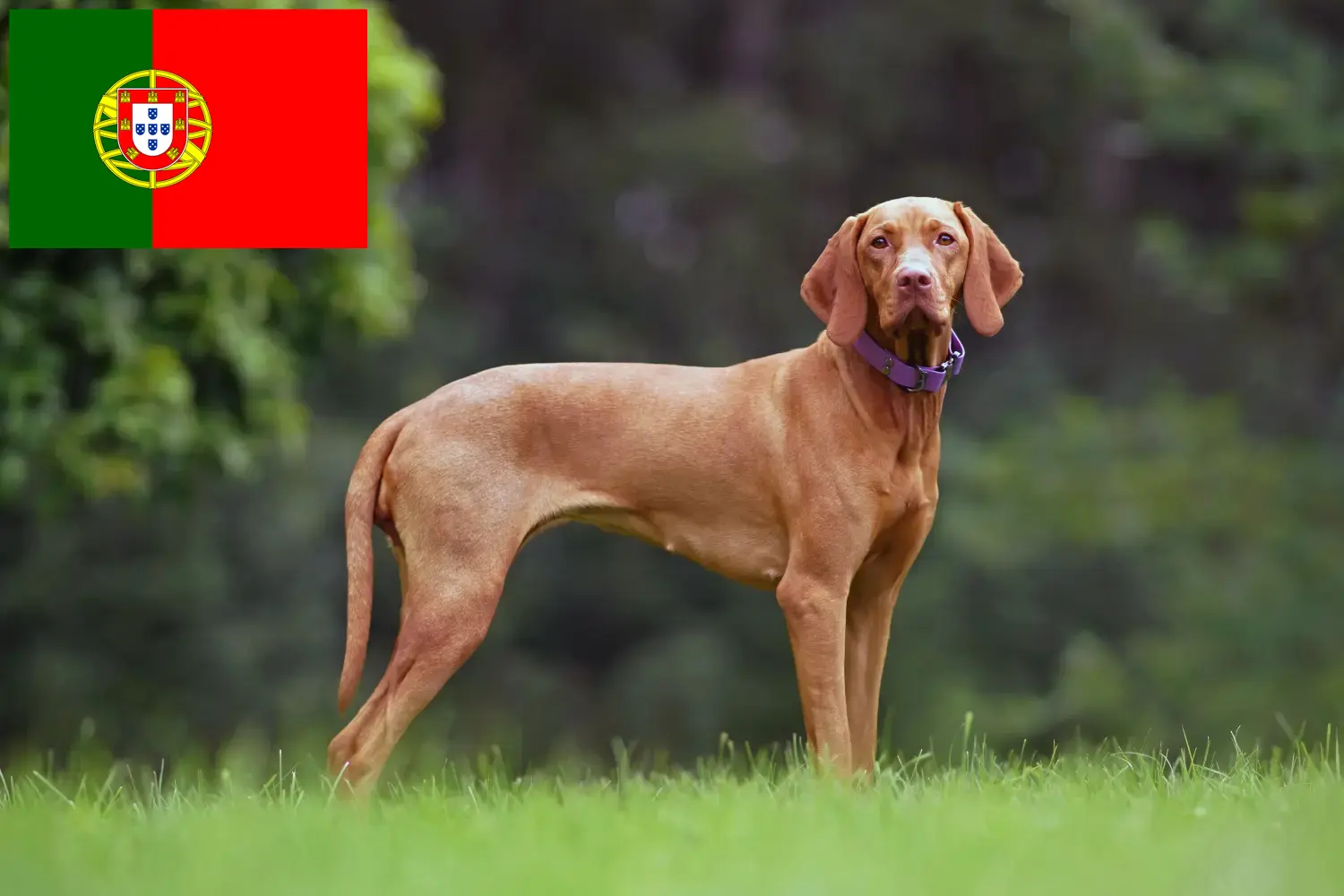Magyar Vizsla kölykök és tenyésztők Portugália Itt találhat Magyar Vizsla tenyésztőket Portugáliában.