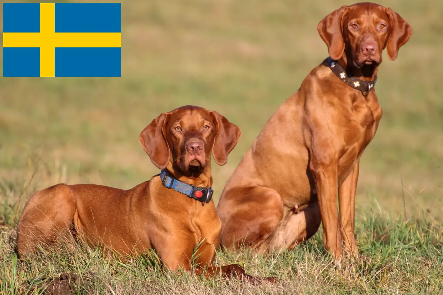 Magyar Vizsla kölykök és tenyésztők Svédországban Itt megtalálja a svédországi magyar vizsla tenyésztőket.