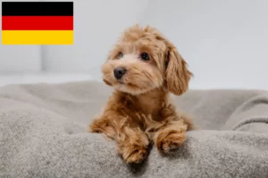 Read more about the article Maltipoo tenyésztők és kölykök Németországban