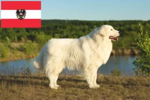 Read more about the article Maremma Abruzzi juhászkutya tenyésztők és kölykök Ausztriában