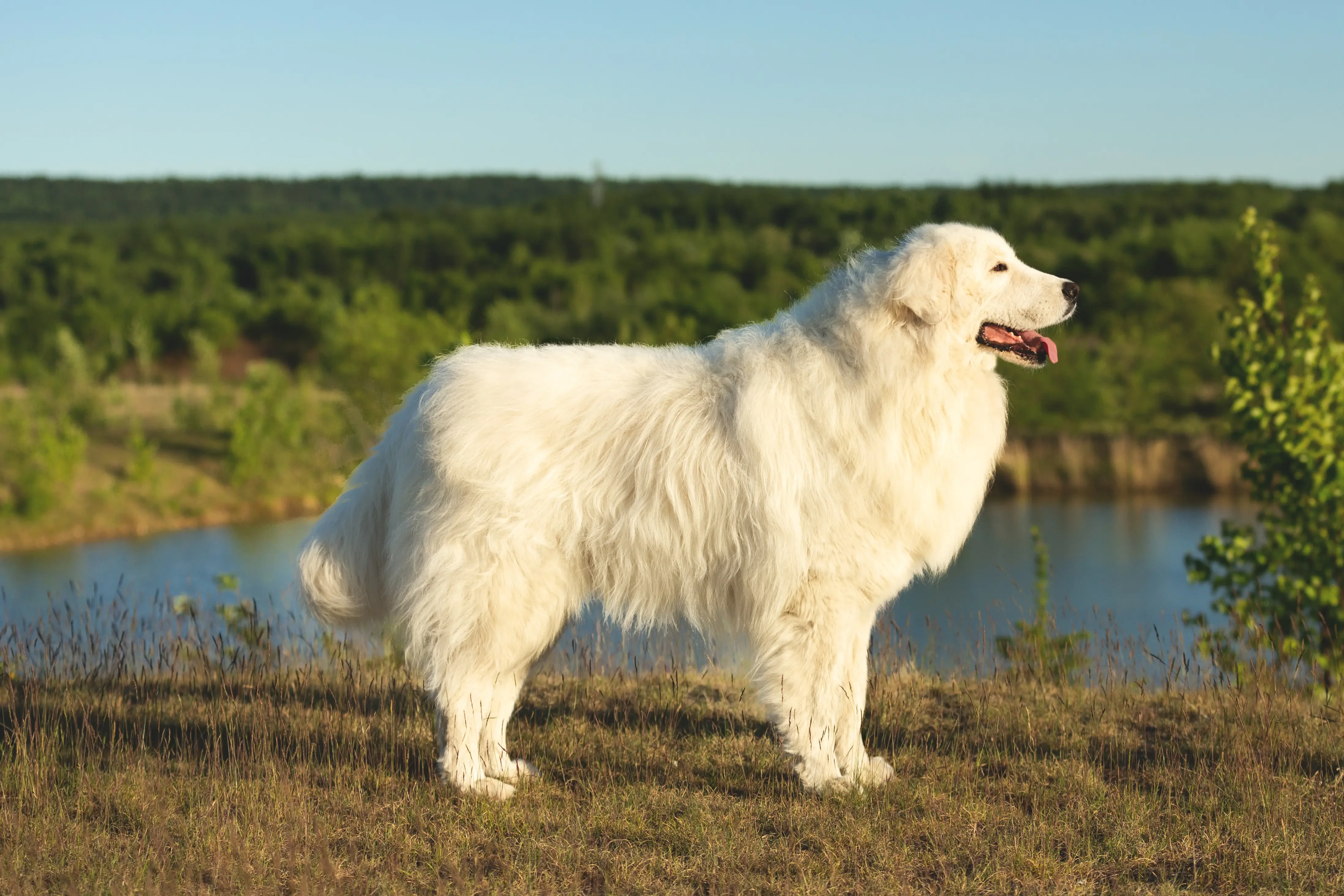 Maremma Abruzzo juhászkutya kölykök és tenyésztők Találd meg a Maremma Abruzzi juhászkutya tenyésztőket a közeledben.