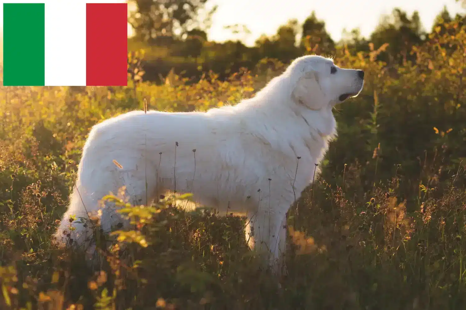 Maremma Abruzzo juhászkutya kölykök és tenyésztők Olaszországban Itt megtalálja az olaszországi Maremma Abruzzo juhászkutyatenyésztőket.