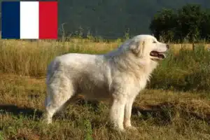 Read more about the article Maremma Abruzzo juhászkutya tenyésztők és kiskutyák Franciaországban