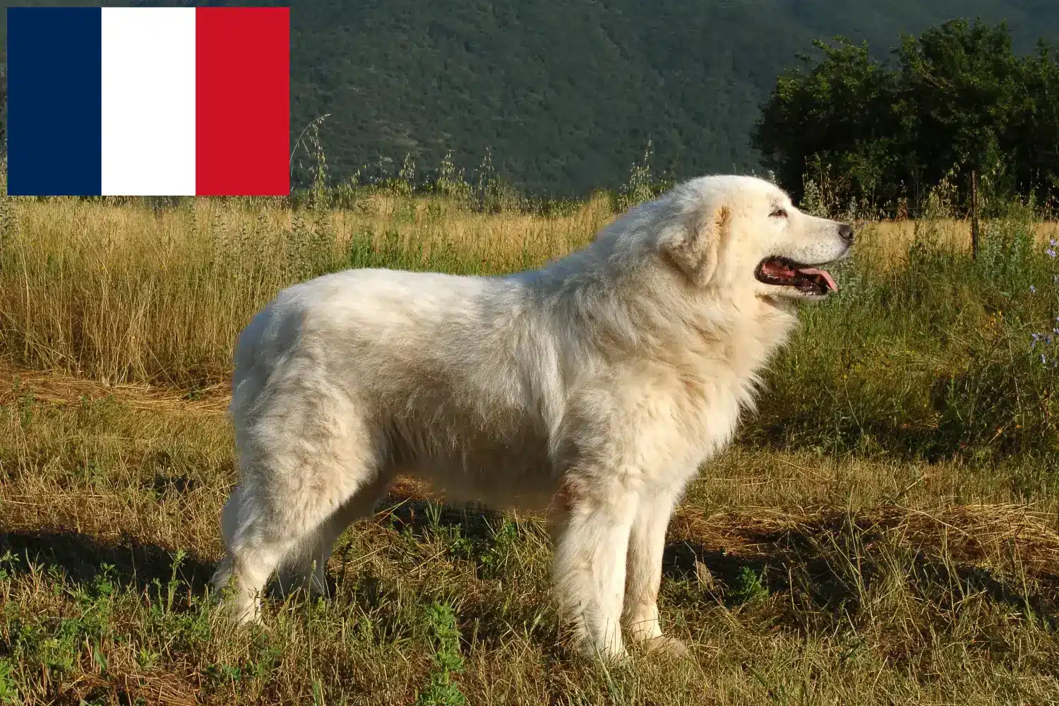 Maremma Abruzzo juhászkutya kölykök és tenyésztők Franciaország Itt találhat Maremma Abruzzi juhászkutyatenyésztőket Franciaországban.