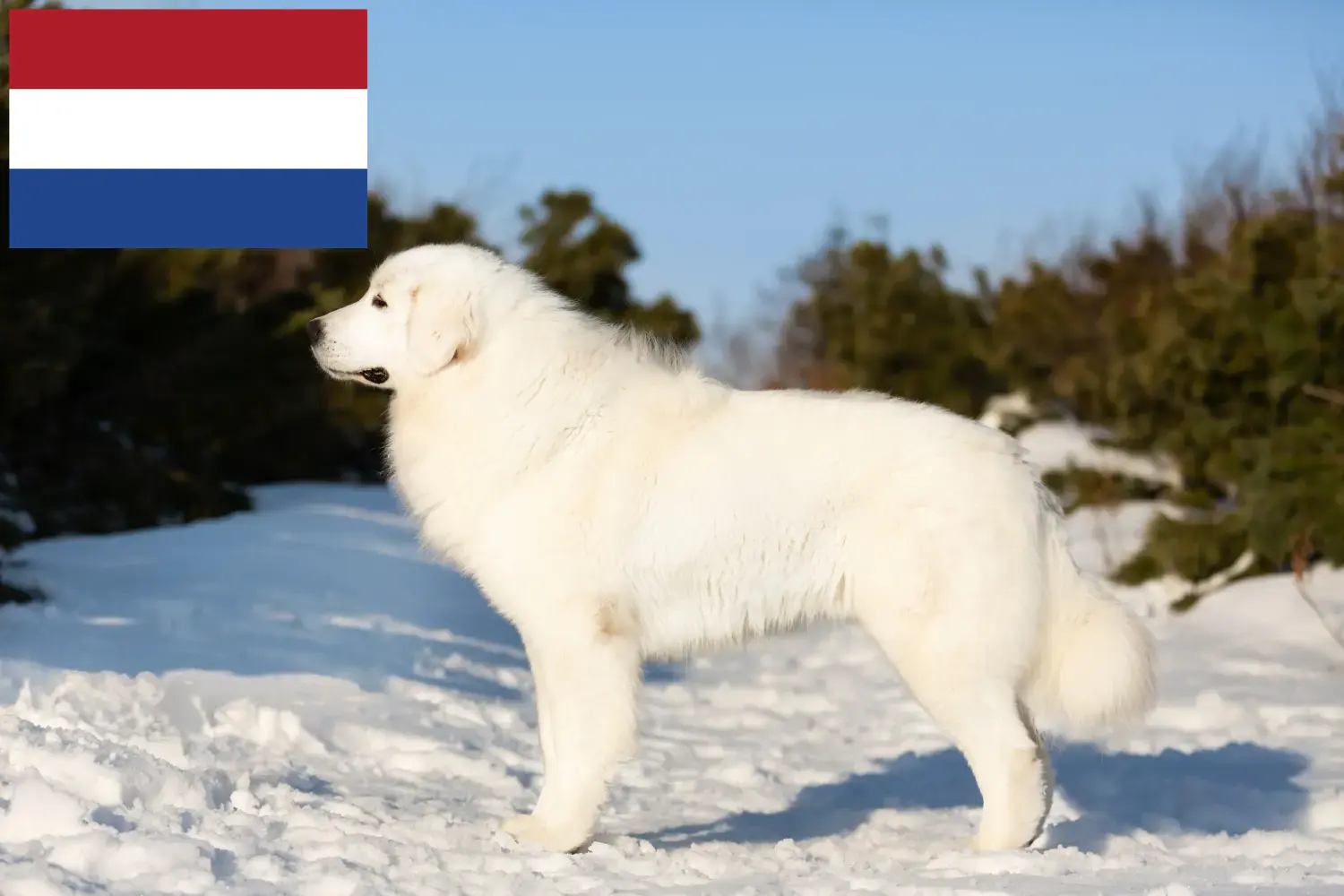 Maremma Abruzzo juhászkutya kölykök és tenyésztők Hollandia Itt megtalálja a Maremma Abruzzi juhászkutyatenyésztőket Hollandiában.