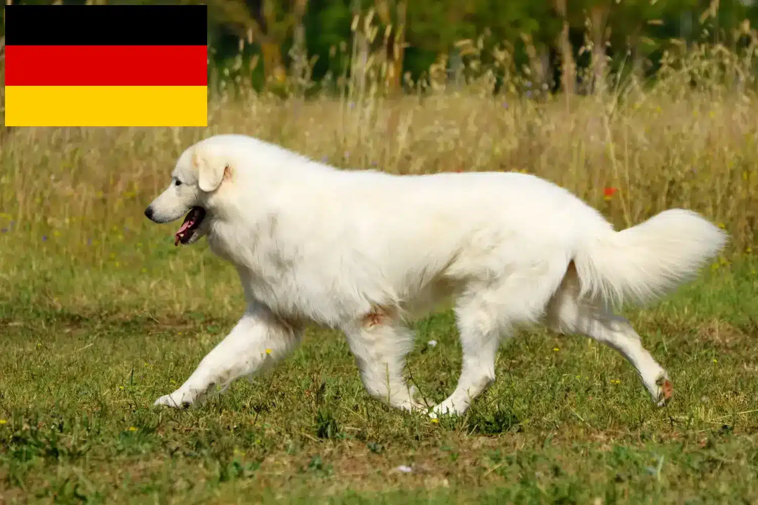 Maremma Abruzzo juhászkutya kölykök és tenyésztők Németország Itt megtalálja a Maremma Abruzzi juhászkutyatenyésztőket Németországban.