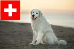 Read more about the article Maremma Abruzzo juhászkutya tenyésztők és kölykök Svájcban
