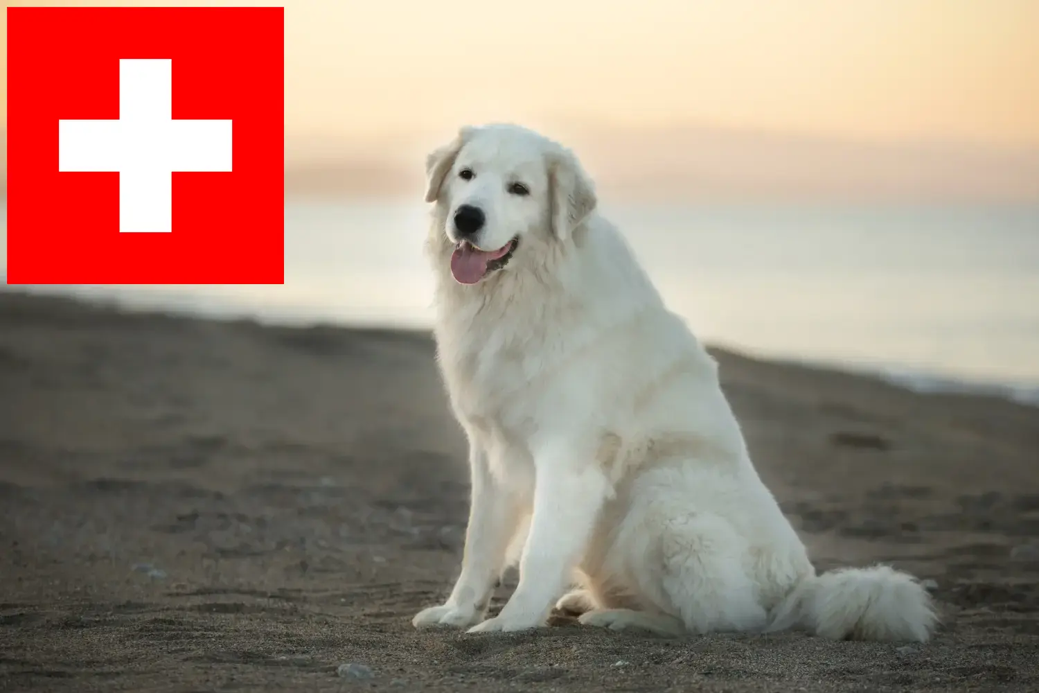 Maremma Abruzzo juhászkutya kölykök és tenyésztők Svájcban Itt talál Maremma Abruzzi juhászkutyatenyésztőket Svájcban.