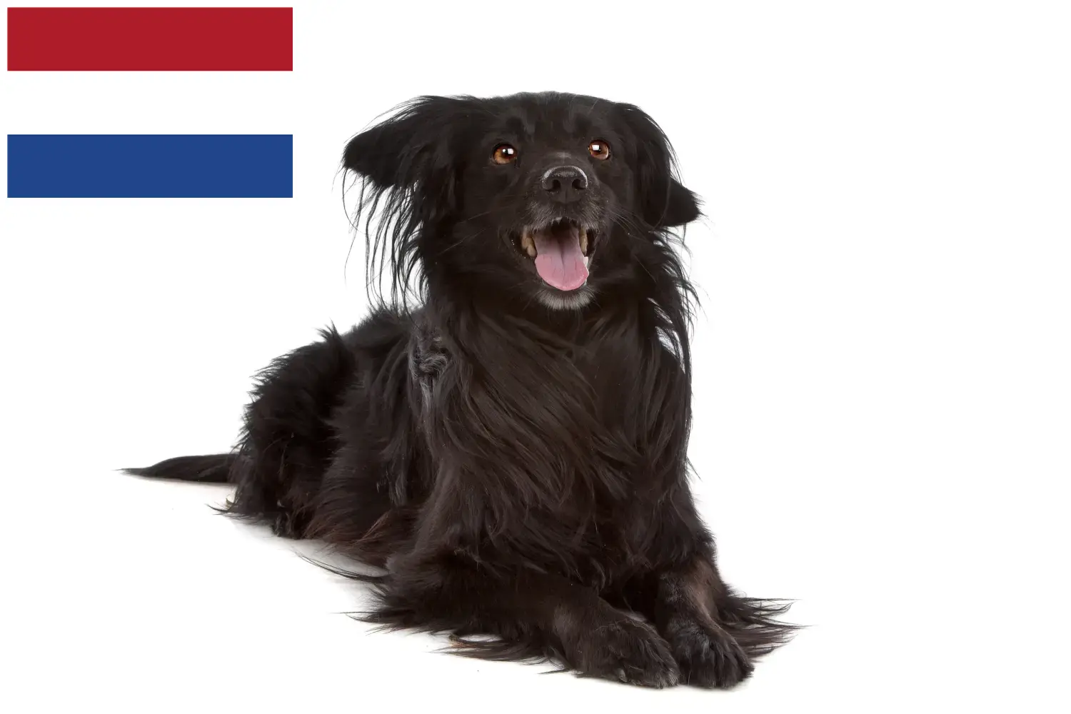 Markiesje kiskutyák és tenyésztők Hollandia Itt találhat Markiesjes tenyésztőket Hollandiában.