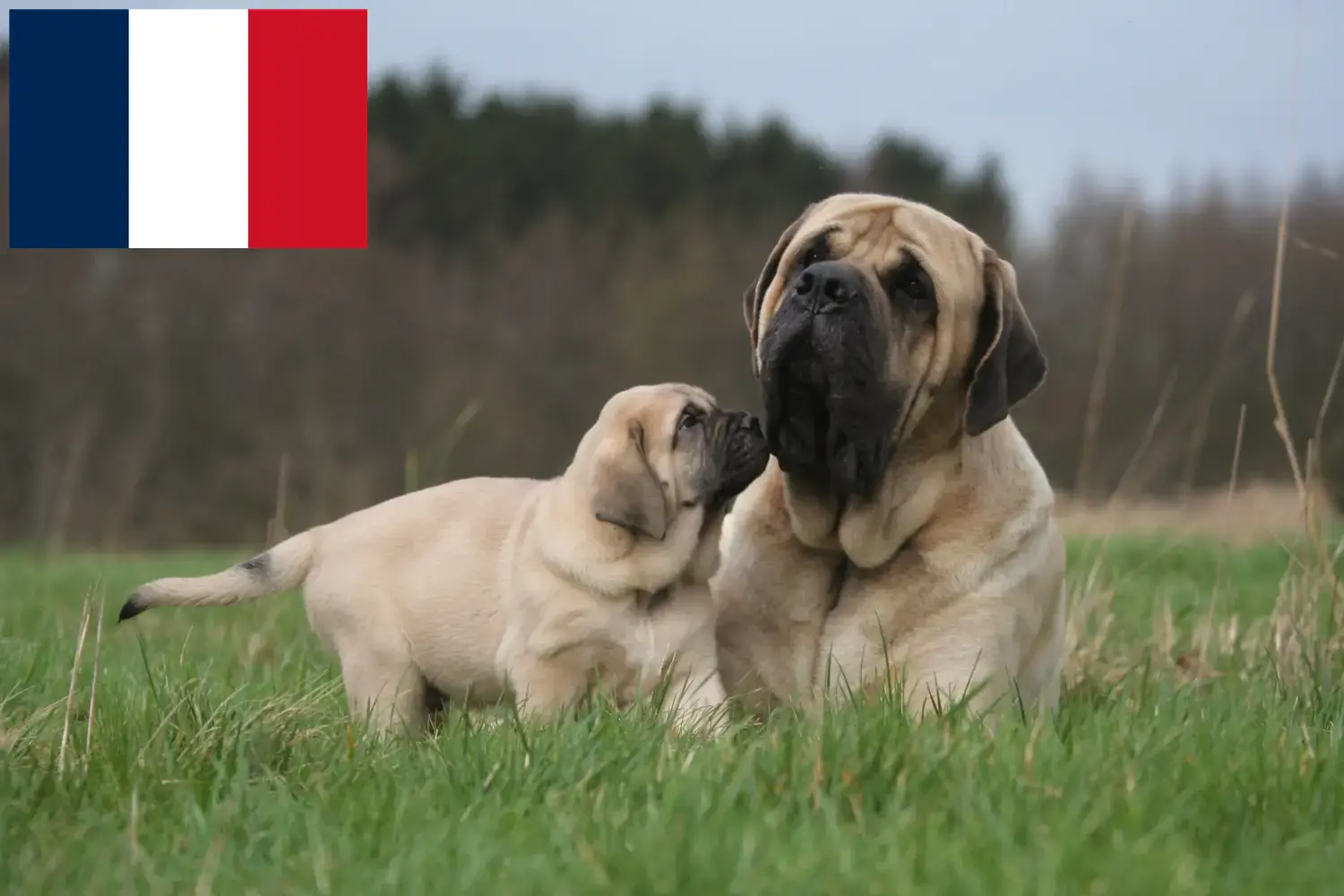 Mastiff kölykök és tenyésztők Franciaország Itt megtalálja a franciaországi masztiff tenyésztőket.