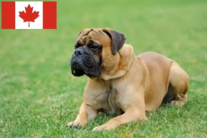 Read more about the article Mastiff tenyésztők és kölykök Kanadában