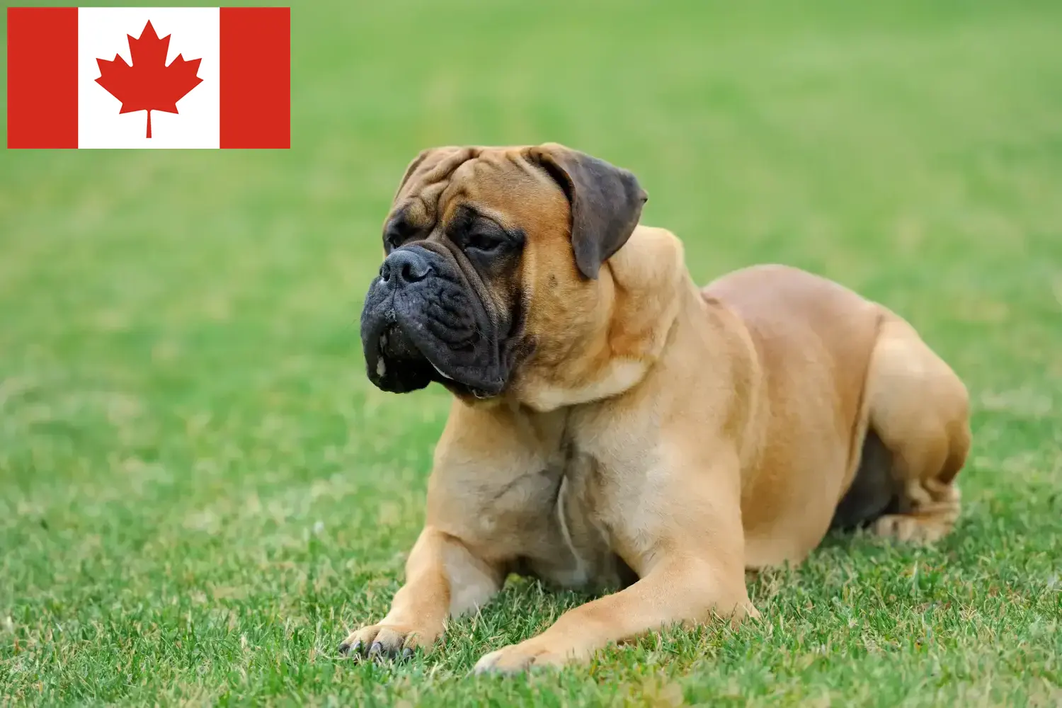 Mastiff kölykök és tenyésztők Kanada Itt találhat masztiff tenyésztőket Kanadában.