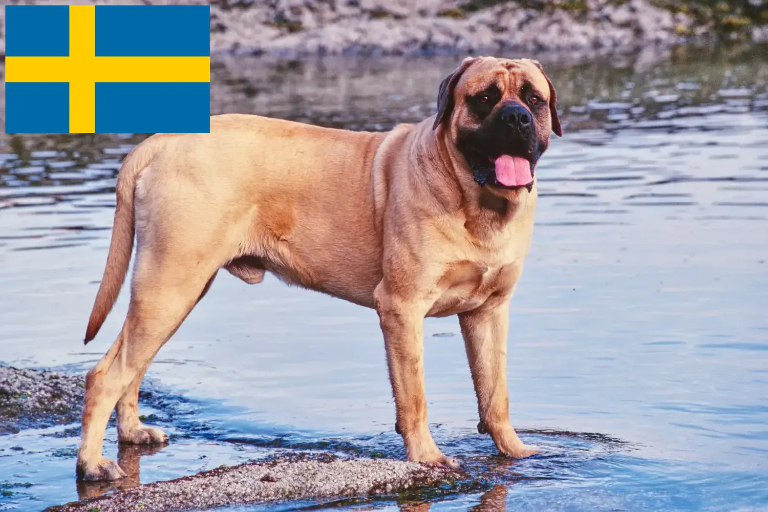 Mastiff kölykök és tenyésztők Svédországban Itt megtalálja a svédországi masztiff tenyésztőket.
