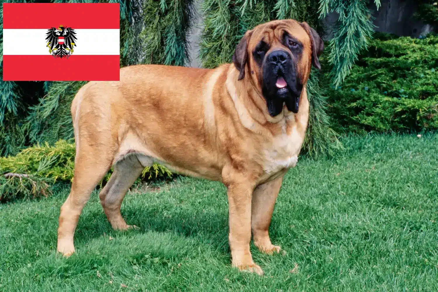 Mastiff kölykök és tenyésztők Ausztria Itt találhat masztiff tenyésztőket Ausztriában.