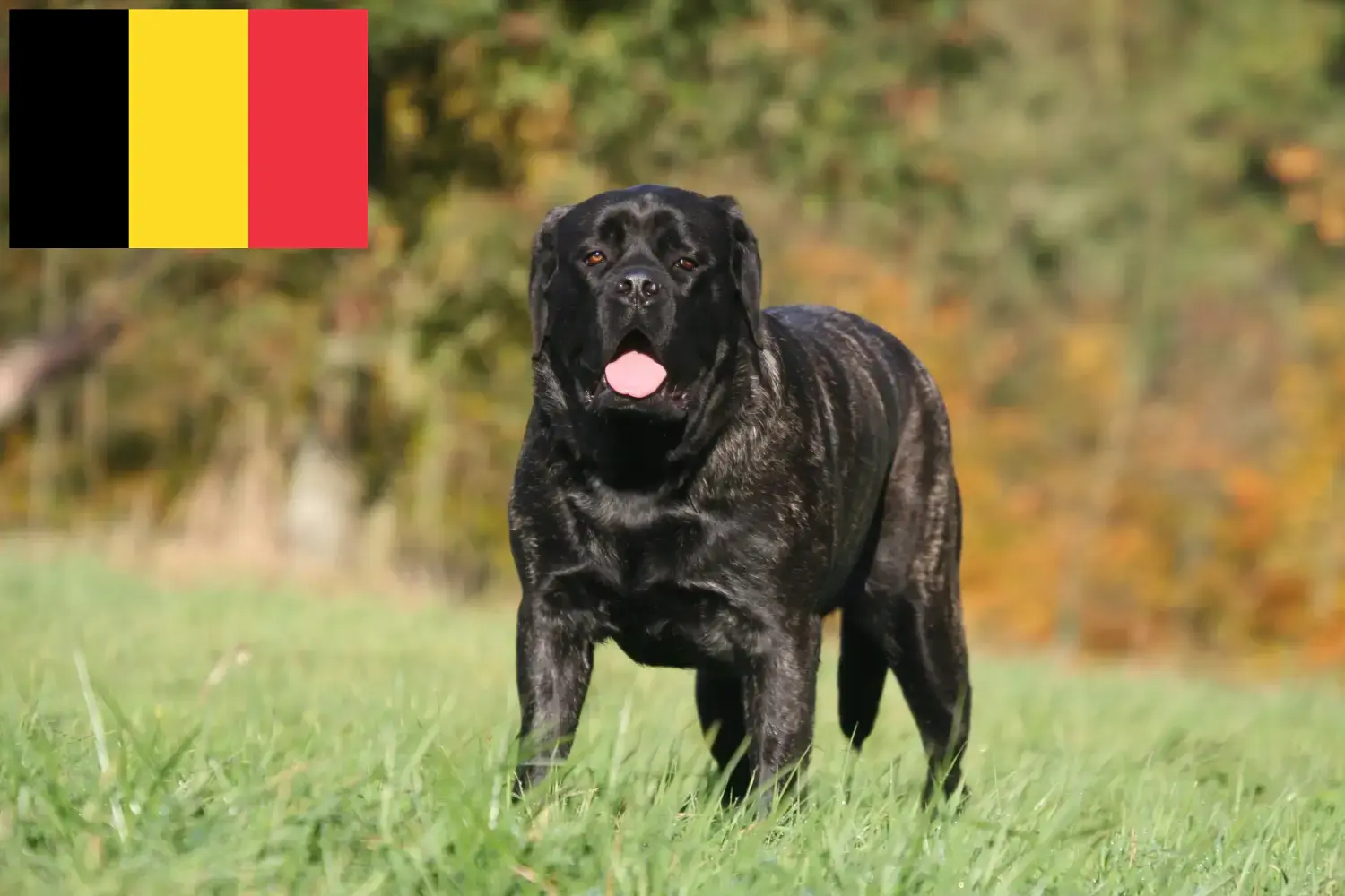 Mastiff kölykök és tenyésztők Belgium Itt találhat masztiff tenyésztőket Belgiumban.