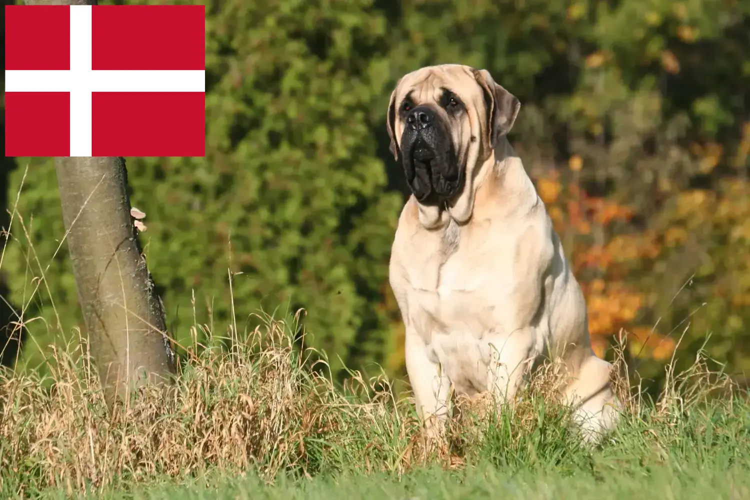 Mastiff kölykök és tenyésztők Dánia Itt talál masztiff tenyésztőket Dániában.
