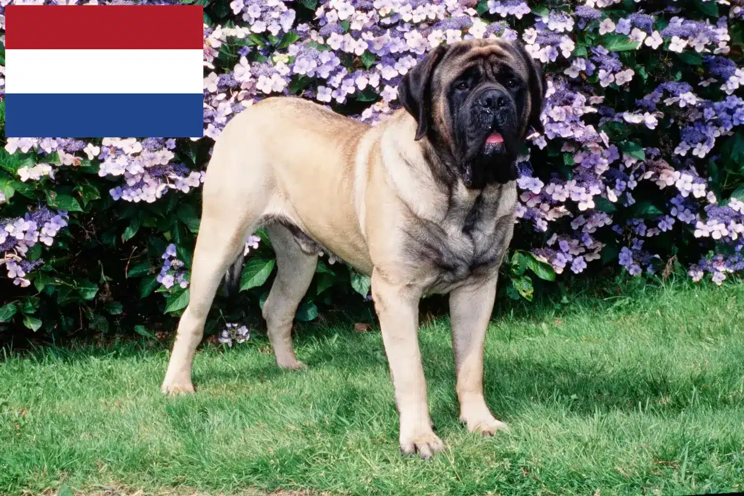 Mastiff kölykök és tenyésztők Hollandia Itt megtalálja a masztiff tenyésztőket Hollandiában.