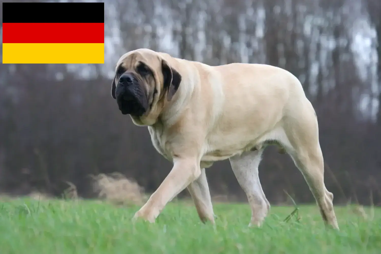 Mastiff kölykök és tenyésztők Németország Itt találhat masztiff tenyésztőket Németországban.