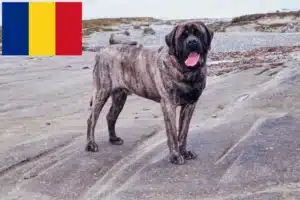 Read more about the article Mastiff tenyésztők és kölykök Romániában